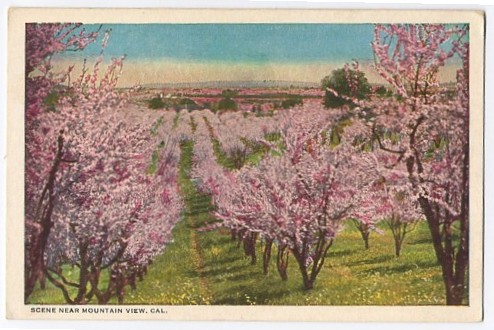 Orchards in Mountain View